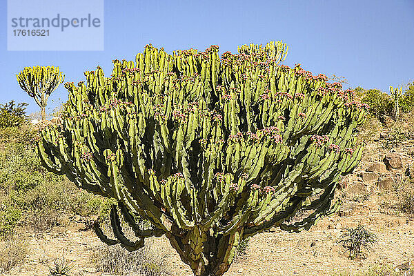 Nahaufnahme eines Kaktus  der in einer trockenen Landschaft in Ostafrika  Äthiopien  wächst