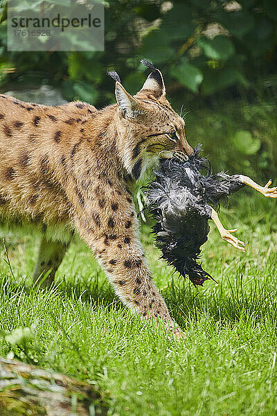 Eurasischer Luchs (Lynx lynx)  der einen toten Vogel im Maul trägt; Bayern  Deutschland