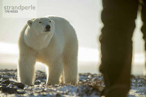 Männlicher Eisbär (Ursus maritimus) beobachtet einen Menschen in der Tundra; Arviat  Nunavut  Kanada