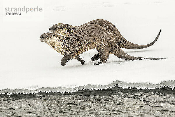 Nördliche Flussotter ( Lutra canadensis)  die Seite an Seite im Schnee neben dem Wasser laufen; Montana  Vereinigte Staaten von Amerika