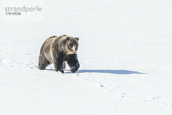 Braunbär (Ursus arctos) auf einem schneebedeckten Feld an einem sonnigen Tag; Yellowstone National Park  Wyoming  Vereinigte Staaten von Amerika