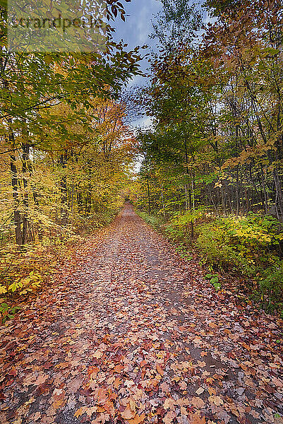 Von Bäumen gesäumter Feldweg  bedeckt mit gefallenen Ahornblättern im Herbst in den Laurentides; Quebec  Kanada