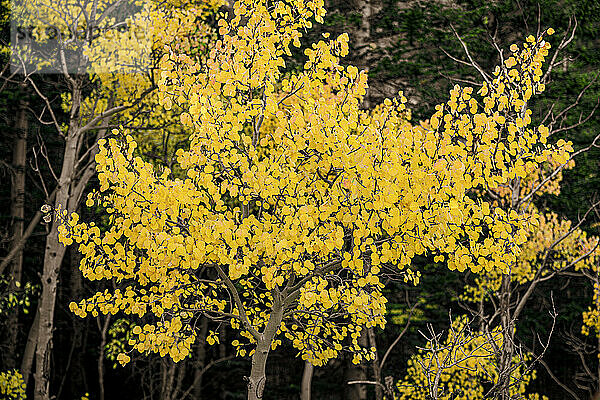 Leuchtend goldenes Laub an einem Laubbaum im Herbst  Rocky Mountain National Park; Colorado  Vereinigte Staaten von Amerika