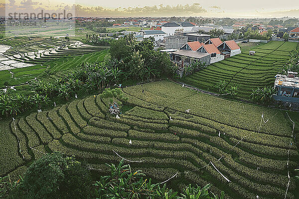 Terrassenanbau und landwirtschaftliche Gebäude; Canggu  Bali  Indonesien