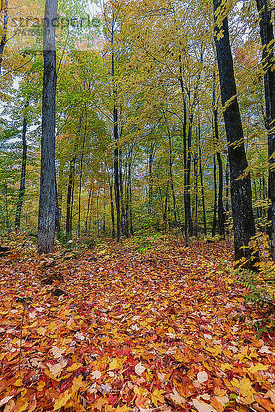 Herbstlich gefärbte  gefallene Blätter  die den Boden eines Waldes bedecken; Quebec  Kanada