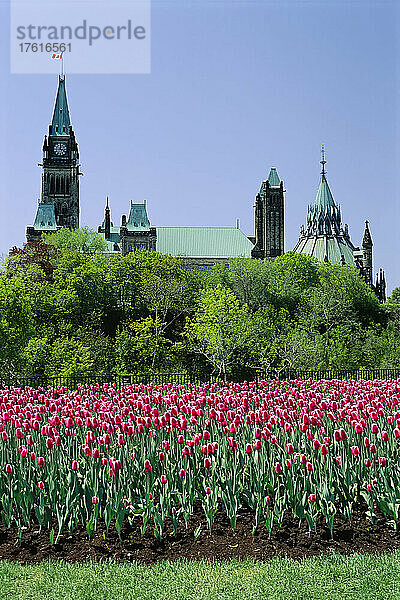 Parlamentsgebäude und Tulpen Ottawa  Ontario  Kanada