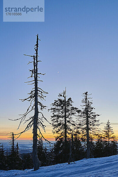 Baumstämme und gefrorene Fichten (Picea abies) als Silhouette bei Sonnenuntergang auf dem Berg Lusen im Bayerischen Wald; Bayern  Deutschland