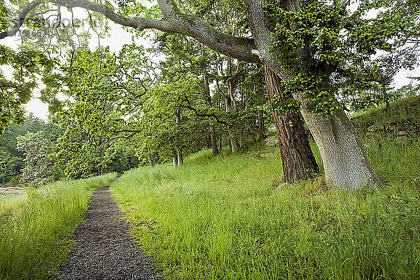 Garry-Eiche und Douglasie  Drumbeg Provincial Park  Gabriola Island  British Columbia  Kanada