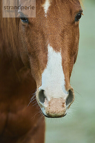 Nahaufnahme eines fuchsfarbenen Pferdes (Equus ferus caballus)  das in die Kamera schaut; Bayern  Deutschland