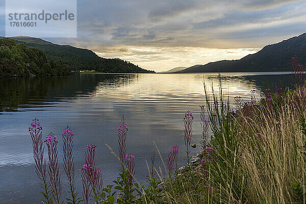 Rosebay Weidenröschen (Chamaenerion angustifolium) wird vom Sonnenaufgang über dem See beleuchtet  Loch Ness  Schottland; Fort Augustus  Schottland