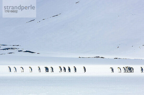 Eine Reihe von Königspinguinen (Aptenodytes patagonicus)  die die schneebedeckte Tundra auf der Insel Südgeorgien entlanglaufen; Südgeorgien  Antarktis