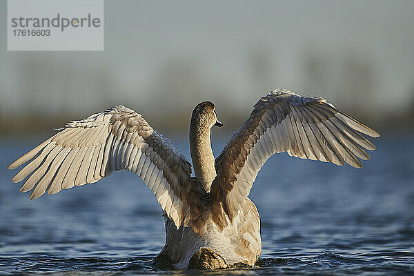 Jungtiere des Höckerschwans (Cygnus olor) schwimmen in der Donau; Bayern  Deutschland