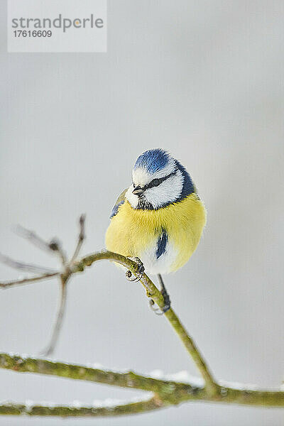 Porträt einer Blaumeise (Cyanistes caeruleus)  die im Winter auf einem Ast sitzt; Bayern  Deutschland