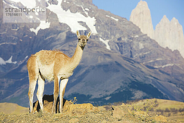 Porträt eines Guanakos (Lama guanicoe) mit Blick in die Kamera  Torres del Paine National Park; Patagonien  Chile