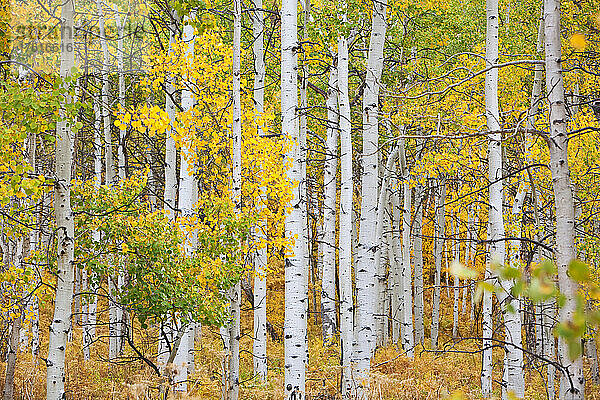 Espenbäume in leuchtenden Herbstfarben auf dem Thorpe Mountain bei Steamboat Springs  Colorado  USA; Colorado  Vereinigte Staaten von Amerika