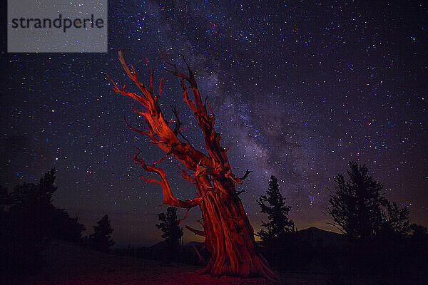 Eine Great Basin Borstenkiefer (Pinus longaeva)  fotografiert im Rotlicht und in der Milchstraße bei Nacht. Die Borstenkiefer ist der älteste Baum der Welt. Uralter Borstenkiefernwald; Kalifornien  Vereinigte Staaten von Amerika