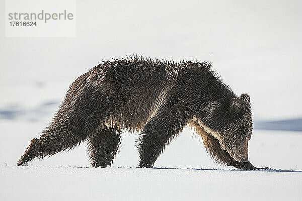 Braunbärenjunges (Ursus arctos) auf einem schneebedeckten Feld an einem sonnigen Tag im Yellowstone National Park; Wyoming  Vereinigte Staaten von Amerika