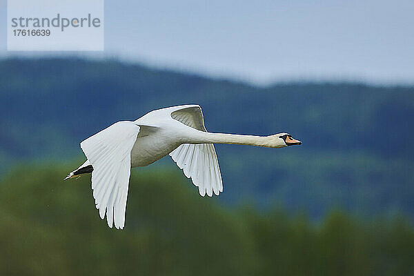 Höckerschwan (Cygnus olor) im Flug über dem Bayerischen Wald; Bayern  Deutschland