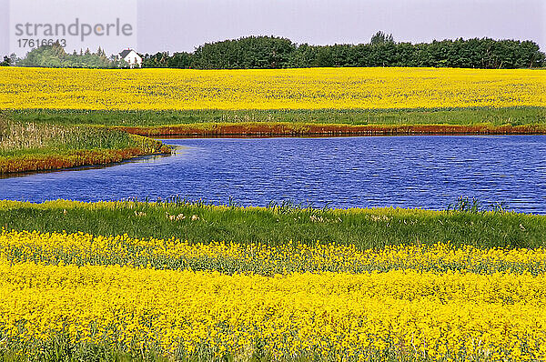 Teich und Ackerland