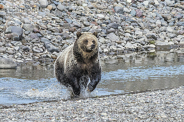 Braunbär (Ursus arctos)  der durch einen Bach läuft und auf einen Kieselstein am Ufer spritzt; Yellowstone National Park  Vereinigte Staaten von Amerika