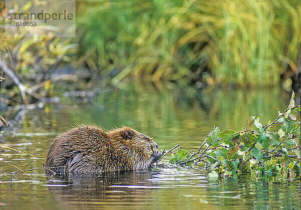 Blick von hinten auf einen Biber (Castor canadensis)  der an einem Ast einer Grauerle (Alnus incana) im Wasser kaut  Yellowstone National Park  Wyoming Montana Idaho; Vereinigte Staaten von Amerika