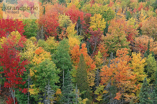Herbstfarben  Jacquet River  New Brunswick Kanada