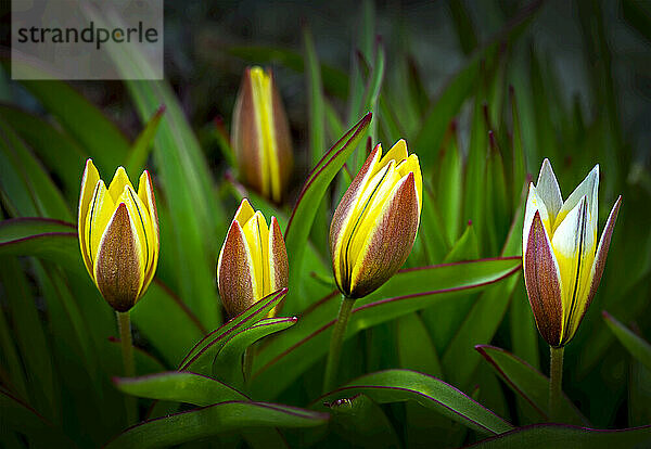 Nahaufnahme einer Gruppe von nicht ganz geöffneten Tulpen; Calgary  Alberta  Kanada