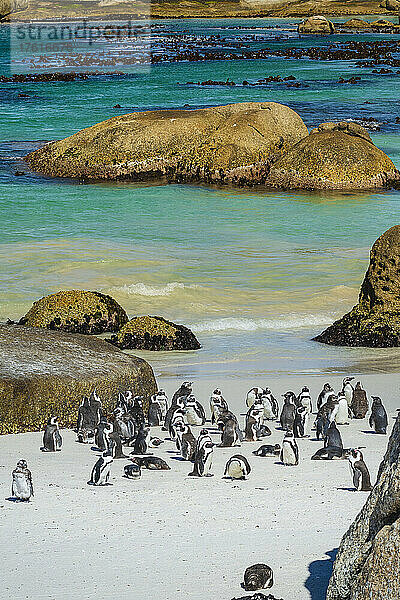Eine Kolonie südafrikanischer Pinguine (Spheniscus demersus) am Boulders Beach am Wasser in Simon's Town; Kapstadt  Provinz Westkap  Südafrika