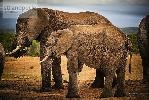 Afrikanische Elefanten (Loxodonta) im Addo Elephant National Park; Ostkap  Südafrika