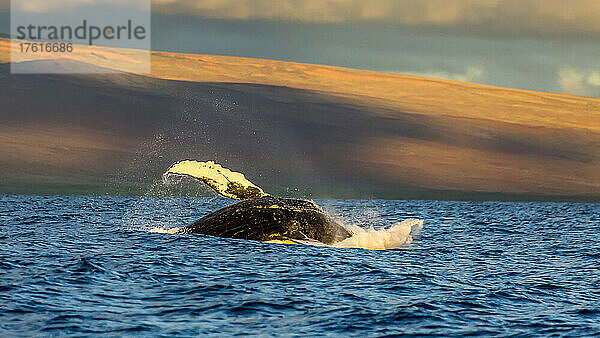 Ein Buckelwal stürzt sich nach dem Brechen in den Pazifik.