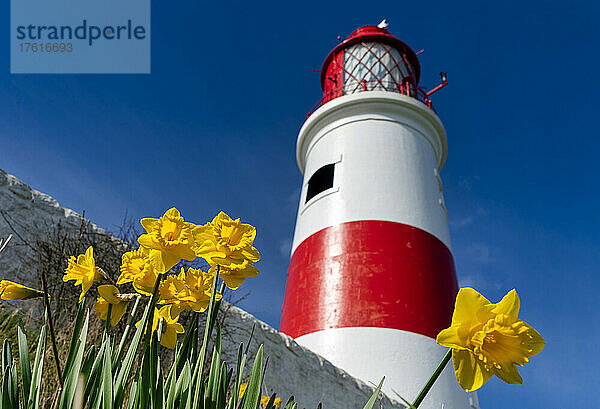 Niedriger Blickwinkel auf den Souter-Leuchtturm vor einem strahlend blauen Himmel mit blühenden gelben Narzissen im Vordergrund; South Shields  Tyne and Wear  England