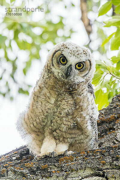 Porträt einer jugendlichen Waldohreule (Bubo virginianus)  Yellowstone National Park; Vereinigte Staaten von Amerika