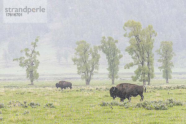 Ein Paar amerikanischer Bisons (Bison bison) weidet während eines Schneesturms im Lamar Valley auf einem grasbewachsenen Feld in der Nähe von Pappelbäumen (Populus deltoides); Yellowstone National Park  Vereinigte Staaten von Amerika