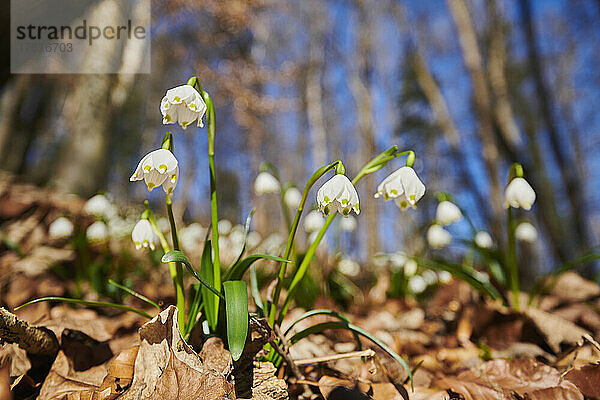 Frühlingsblüte der Schneeflocke (Leucojum vernum) in einem Wald; Oberpfalz  Bayern  Deutschland