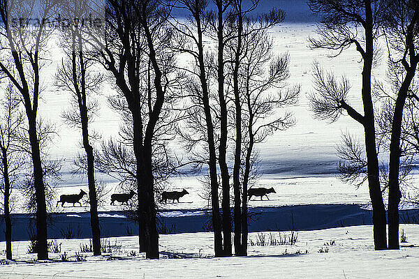 Elchkuh (Cervus canadensus)  die in einer Reihe im verschneiten Lamar Valley spazieren geht  mit schemenhaften Pappeln (Populus deltoides) im Vordergrund im Yellowstone National Park; Wyoming  Vereinigte Staaten von Amerika