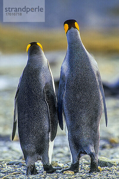 Blick von hinten auf ein Paar Königspinguine (Aptenodytes patagonicus)  die nebeneinander stehen; Antarktische Halbinsel  Antarktis