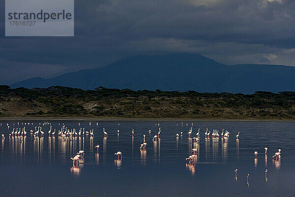 Ein Schwarm Flamingos watet im seichten Wasser.