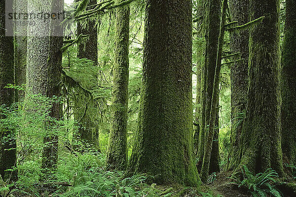 Riesige Sitka-Fichte  Carmanah Valley  Britisch-Kolumbien  Kanada