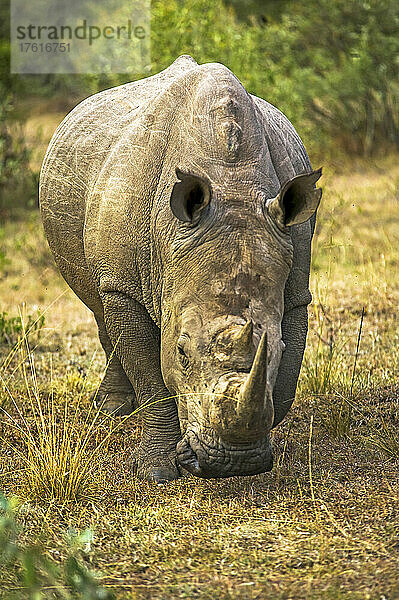 Ein Breitmaulnashorn  Ceratotherium simum  in der Greater Mara  Kenia; Das Gebiet der Greater Mara  außerhalb und nördlich des Maasai Mara National Reserve  Kenia.