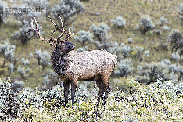 Porträt eines Elchbullen (Cervus canadensis)  der in einem Salbeibuschfeld (Artemisia tridentata) steht; Yellowstone National Park  Vereinigte Staaten von Amerika