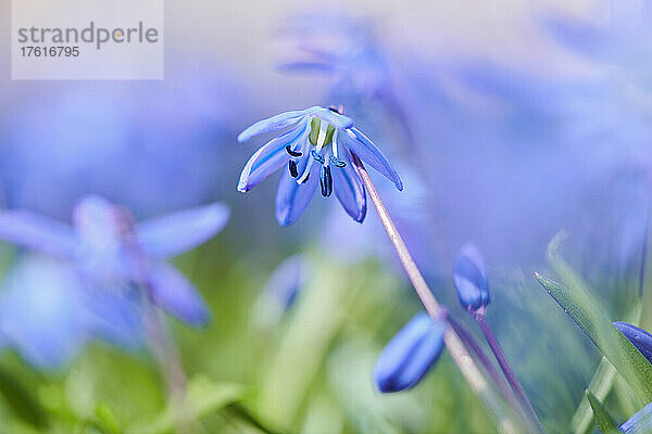 Blüten des Sibirischen Storchschnabels (Scilla siberica); Bayern  Deutschland