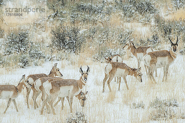 Herde der Gabelbock-Antilope (Antilocapra americana) im Schneesturm mit Sagebrush (Artemisia tridentata) auf dem Feld; Montana  Vereinigte Staaten von Amerika