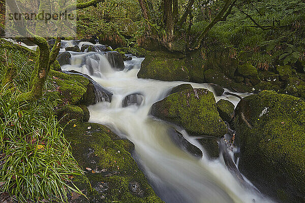 Golitha-Wasserfälle am Fluss Fowey  in der Nähe von Liskeard; Cornwall  England