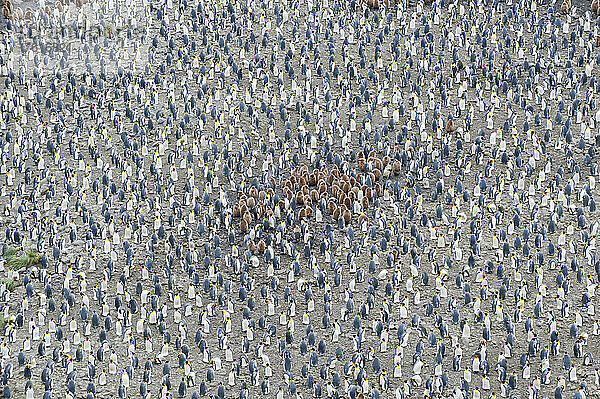 Aufzucht einer Schar Königspinguine (Aptenodytes patagonicus) mit einer Krippe mit Pinguinküken in der Mitte  am Strand der Insel Südgeorgien während der Brutzeit; Südgeorgien  Antarktis