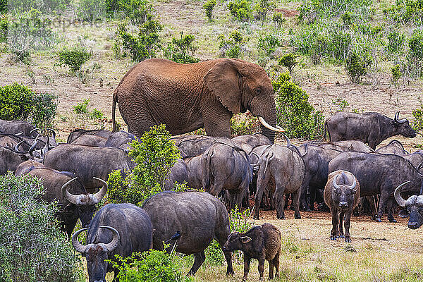 Afrikanischer Elefant (Loxodonta)  der durch eine Herde afrikanischer Kap-Büffel (Syncerus caffer caffer) in der Savanne im Meeresschutzgebiet des Addo-Elefanten-Nationalparks läuft; Ostkap  Südafrika