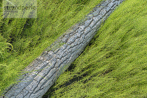 Nahaufnahme von wilden  grünen Graspflanzen auf einer Wiese mit einem alten umgestürzten Baumstamm in der Mitte im Sommer  Lower Yukon River; Mountain Village  Westalaska  Alaska  Vereinigte Staaten von Amerika