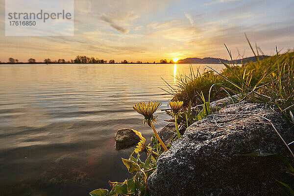 Löwenzahn (Taraxacum sect. Ruderalia) bei Sonnenuntergang über dem Fluss Danubia  Oberpfalz  Bayerischer Wald; Bayern  Deutschland