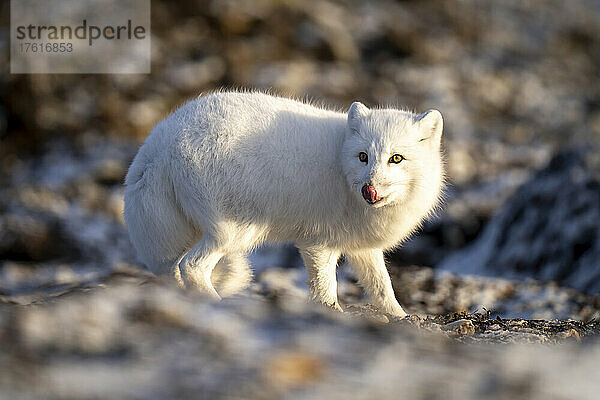 Polarfuchs (Vulpes lagopus) läuft über die Tundra und leckt sich die Nase; Arviat  Nunavut  Kanada