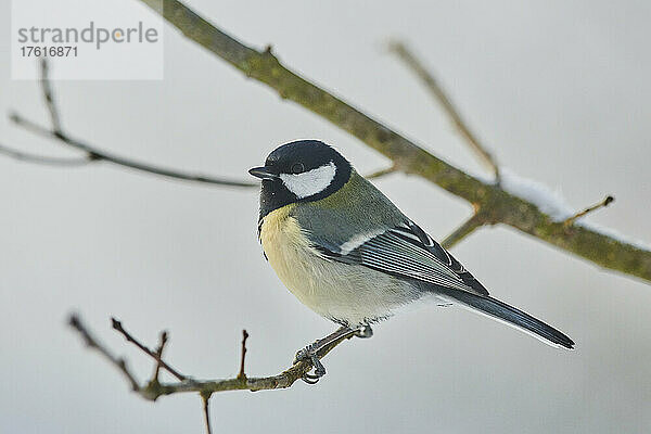 Kohlmeise (Parus major) auf einem Ast sitzend; Bayern  Deutschland