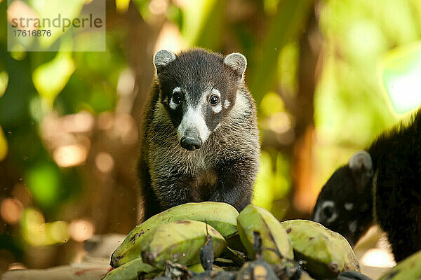 Ein Cotamundi frisst heruntergefallene Bananen im Corcovado-Nationalpark.